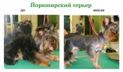 Стрижка собачек кроликов и кошек. чистка зубов