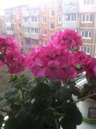 Герань.