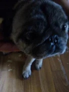 ����. ����