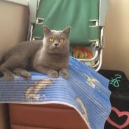 Шотландская прямоухая короткошерстная кошка.