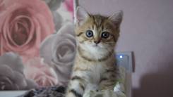 Британская кошка.