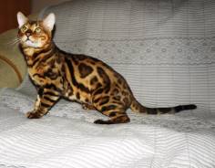 Бенгальская кошка.