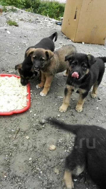 ������. ����