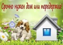 Кошки.