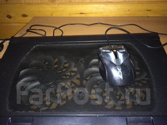 DEXP. ��� 6 ��, ���� 500���, WiFi: 1, Bluetooth: 1 ����