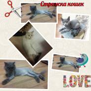 Стрижка кошек и котов ( Выезд на дом) ВЛ-К, Артем, Пригород. Грумер Ек