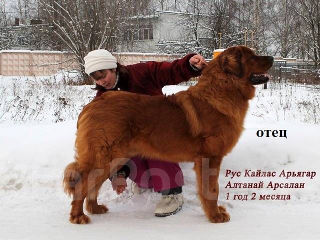 Ооо бурят лада