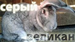 Кролики.