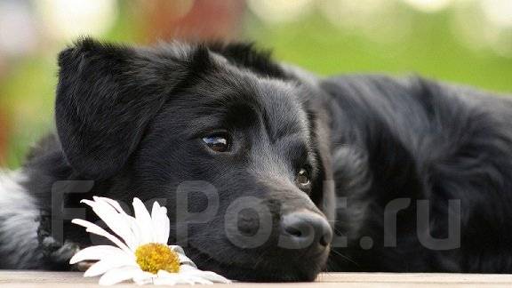 Индивидуальная кремация животных, изготовление памятников в Артеме