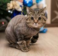 Стрижка кошек с выездом!