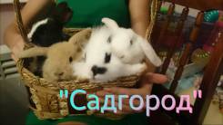 Кролики.