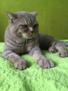 Британская кошка.