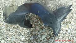 Подкрылок. Volkswagen Polo
