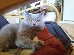 Вязка кошек.