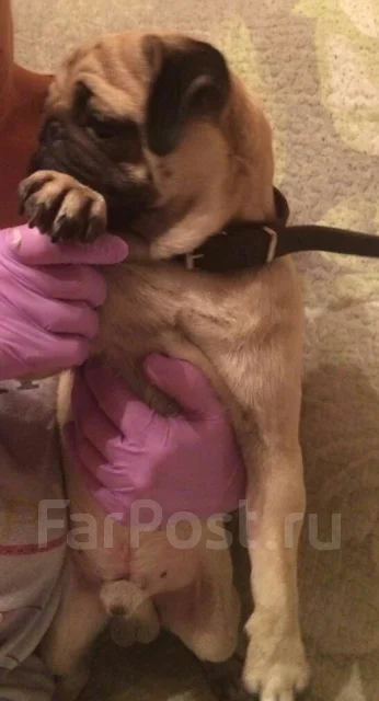 ����. ����