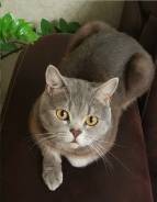 Шотландская кошка.