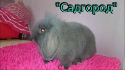 Кролики.