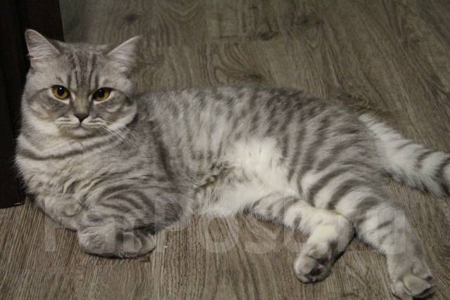 Шотландский кот скоттиш-страйт во Владивостоке