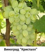 Виноград.