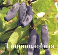 Жимолость. Под заказ