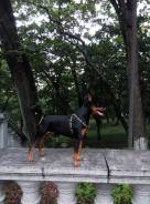 Цвергпинчер.