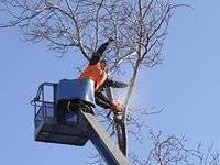Спил подрезка корчевание деревьев недорого