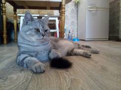 Британская кошка.
