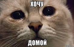 Кошки.