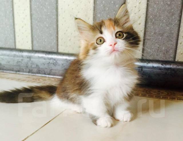 Манчкин - Кошки во Владивостоке