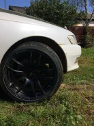 Dibite. x18" ����