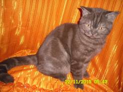 Шотландская кошка.