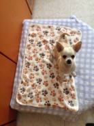 �����. ��� �����