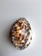 Раковины, ракушки.