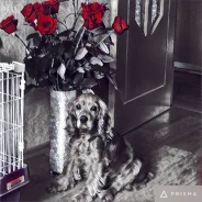 ��������. ����