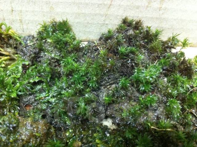 мох пиренополис. симфиогина мох. ягель олений мох. мох 4 разбор. мох 4 разбор.