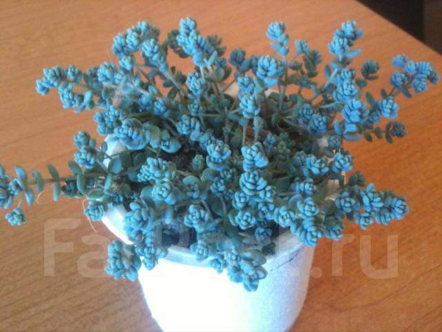 Суккуленты: седум dasyphyllum (густолистный), в наличии. Цена: 180₽ во ...