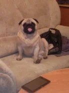 ����. ����