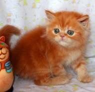 Персидская кошка.