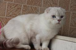 Шотландская кошка.