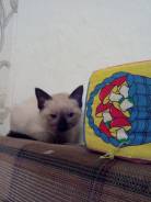 Сиамская кошка.