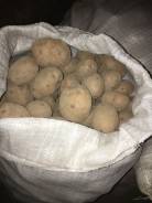 Картофель.