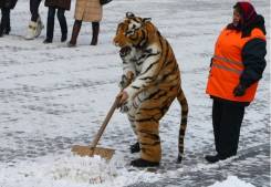 Уборка льда и снега! быстро! Грузчики Разнорабочие