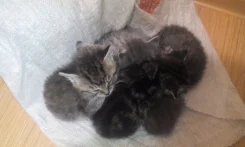 �����. ����