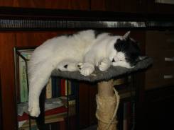 Кошки.