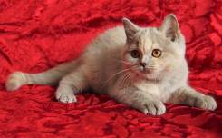Британская кошка.