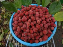 Кудрания.