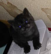 Шотландская прямоухая кошка.