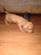 �����. ����