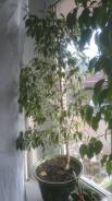 Фикус.