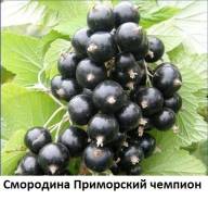 Смородина.